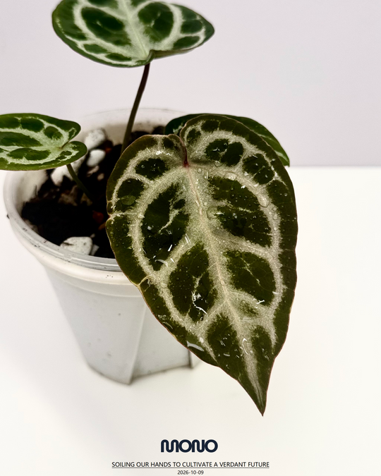 [Equator]【活性保持·粉色面纱*NSE】Anthurium Pink Veil x NSE