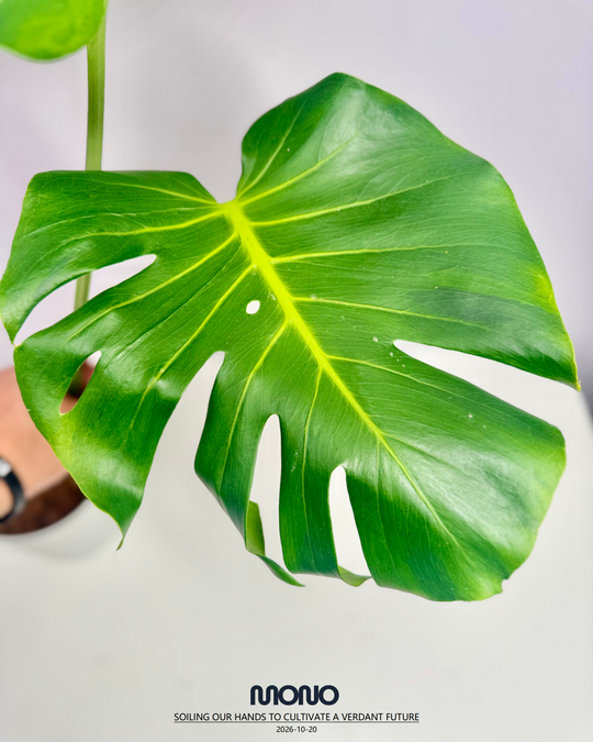 Monstera Deliciosa 'Popping Candy'【跳跳糖】[MDPOCA]