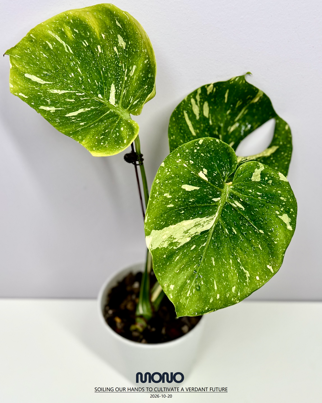 Monstera Deliciosa 'Cup Cake'【茶杯蛋糕】[MDCUCA]