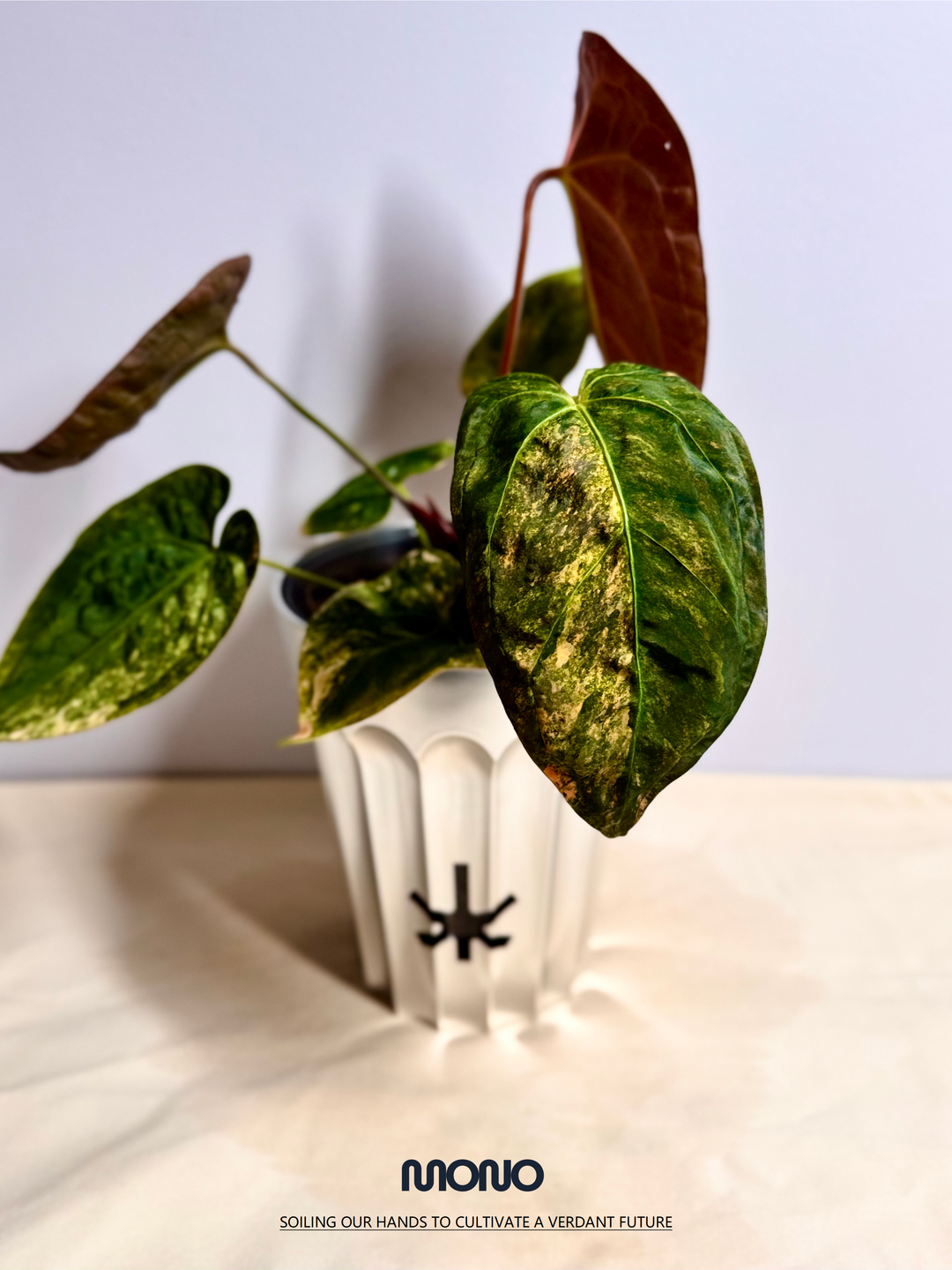 [Mono]【莫若·Papi原种橙锦】Anthurium Papillilaminum Orange Var.