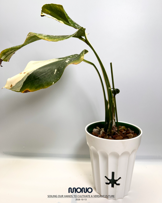 Monstera Deliciosa'Starlord'【星爵】[MDSTLO]