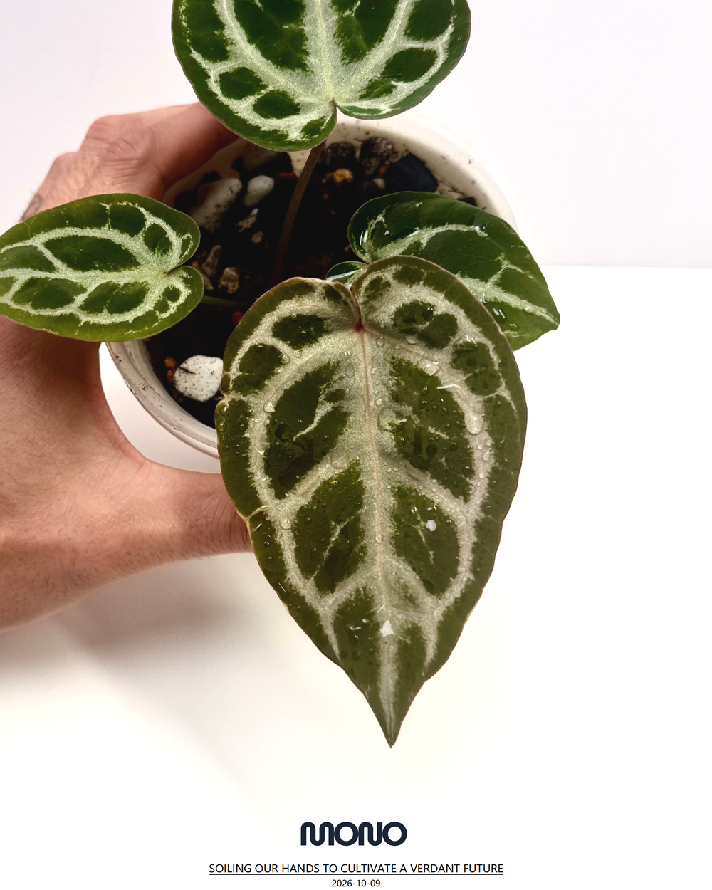 [Equator]【活性保持·粉色面纱*NSE】Anthurium Pink Veil x NSE