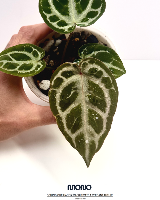 [Equator]【活性保持·粉色面纱*NSE】Anthurium Pink Veil x NSE