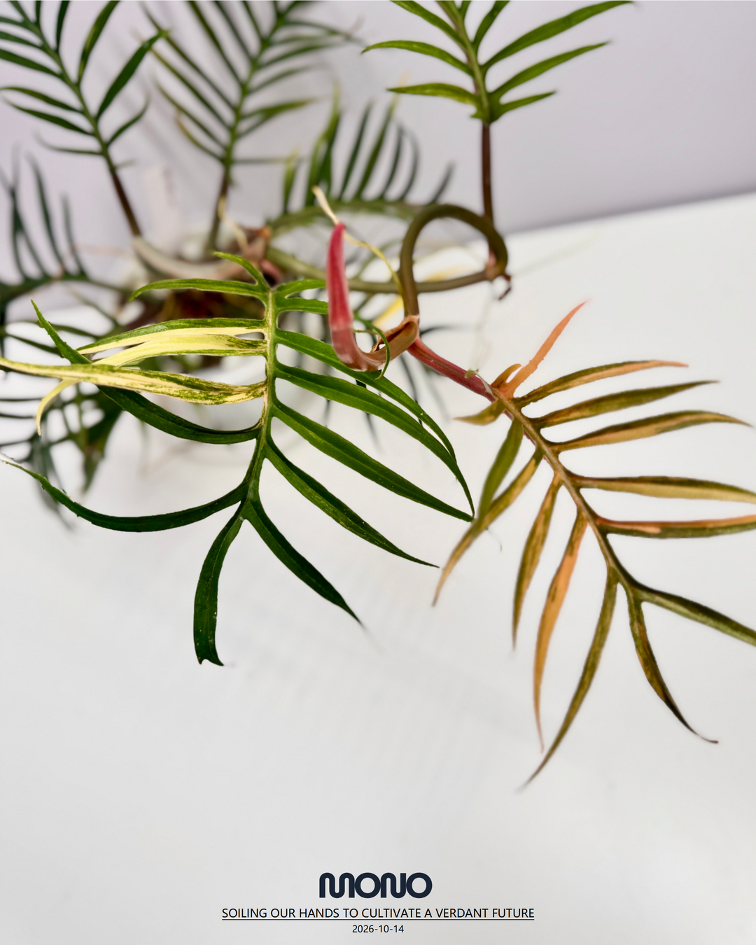 Philodendron 'Tortem' Aurea Var.【黄锦鱼骨蔓绿绒】[PHTOAU]