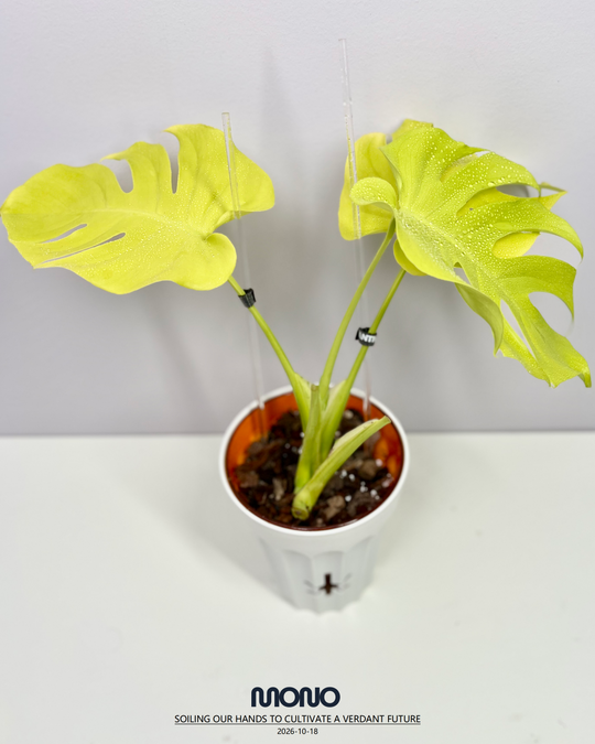 Monstera Deliciosa 'Lemon Lime' Full Var.【全锦芝士】[MDLELIF]