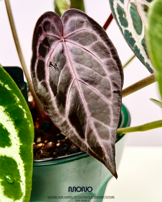 [Equator]【活性保持·SKG*紫水晶*撕裂纹】Anthurium 'SKG x Red Crystallinum x Crakin Veins' (Copy)