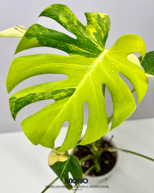 Monstera Deliciosa 'Yellow Marilyn'【玛丽莲短黄】[MDYEMA]