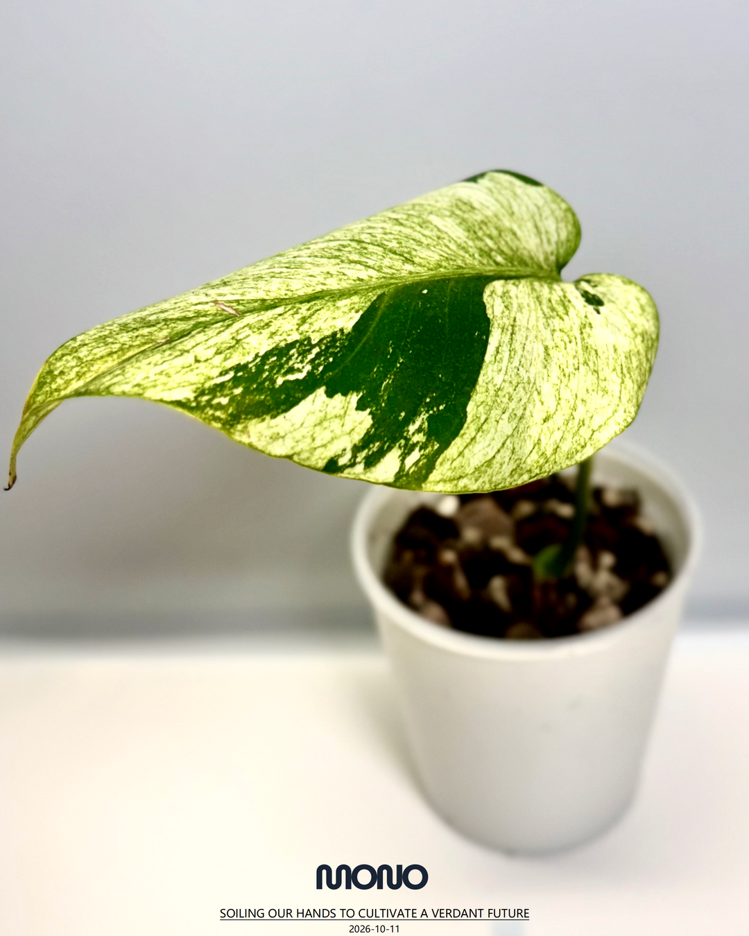 Monstera Deliciosa【Thai Jungle Mint】【泰国薄荷】[MDTHJM]