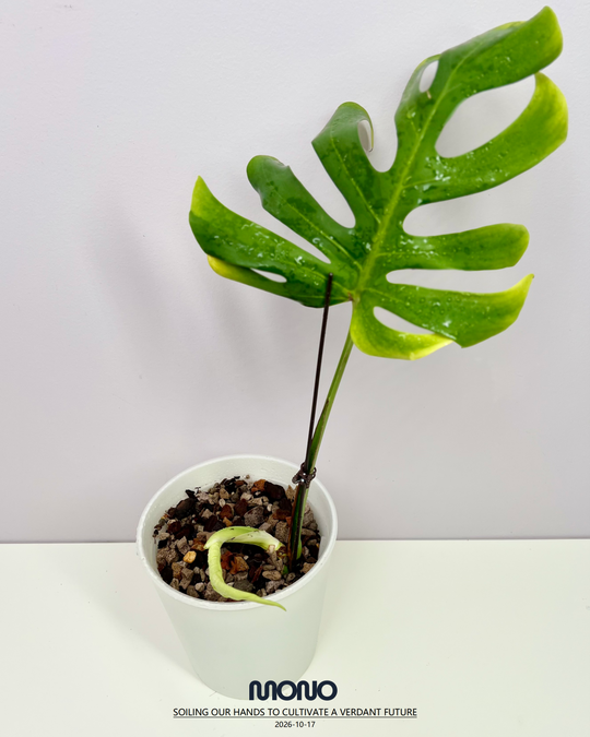 Monstera Borsigiana ‘Light Lime’【绿骨】[MBLL]