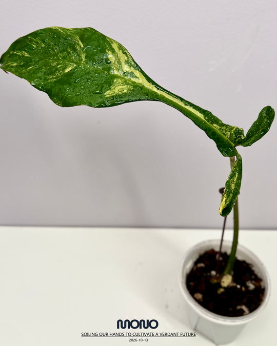 Philodendron 'Joepii' Aurea Var.【荧光螳螂腿】[PHJOAU]