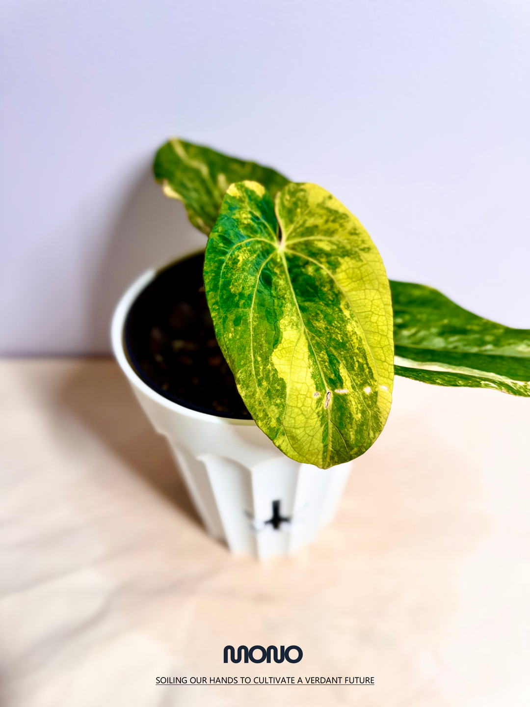 [Mono]【莫若·Papi*戴斯锦】Anthurium Papillilaminum x Dressleri Aurea Var.