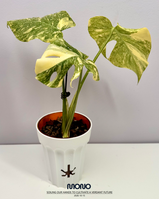 Monstera Deliciosa 【Legacy】【遗迹】[MDLEGA]