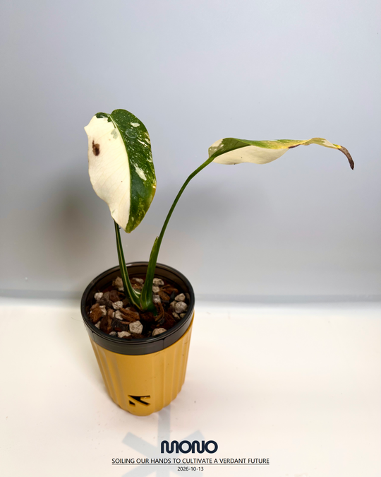 Monstera Deliciosa'Starlord'【星爵】[MDSTLO]