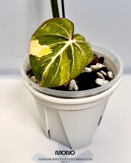 Philodendron Gloriosum Variegated【三色明脉锦】 [PHGLOV]