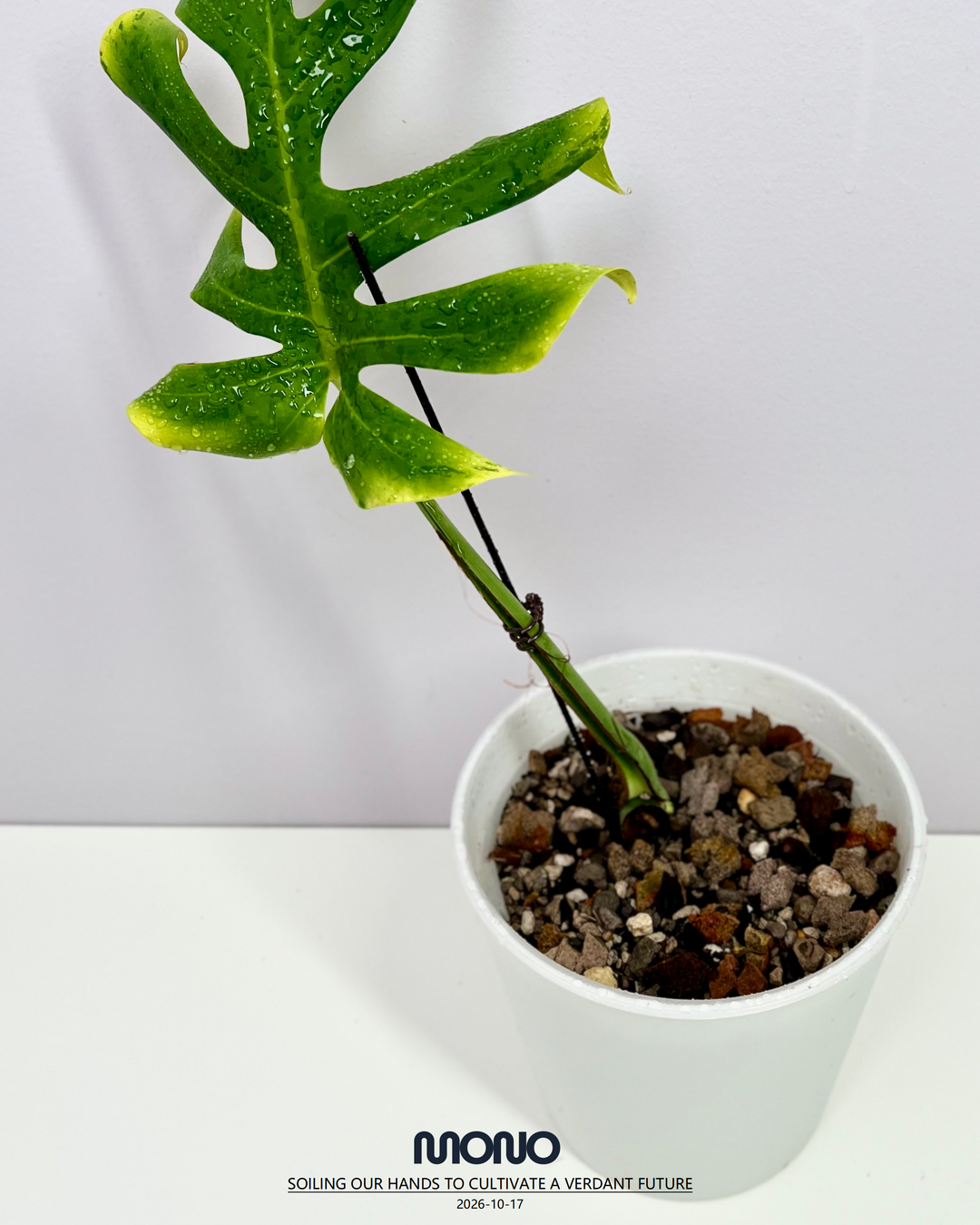 Monstera Borsigiana ‘Light Lime’【绿骨】[MBLL]
