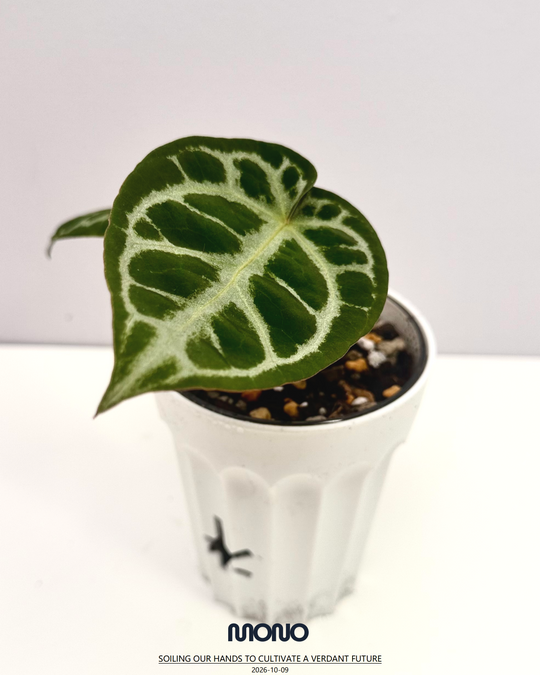 [Equator]【活性保持·粉色面纱*NSE】Anthurium Pink Veil x NSE