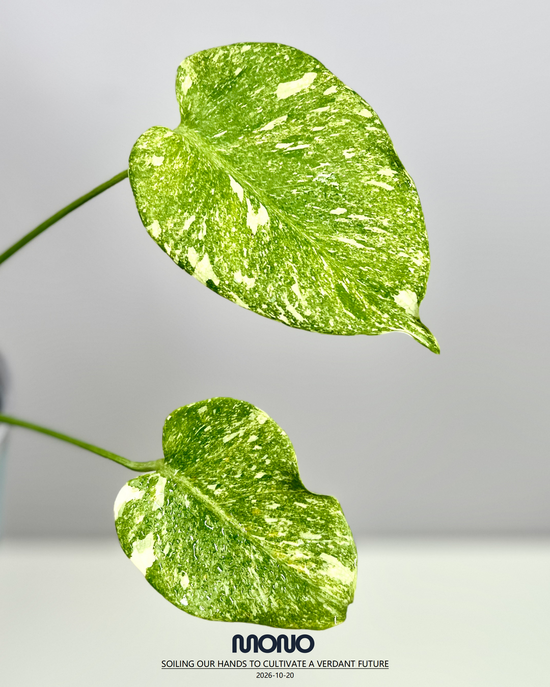 Monstera Deliciosa 'Platinum'【铂金】[MDPLAT]