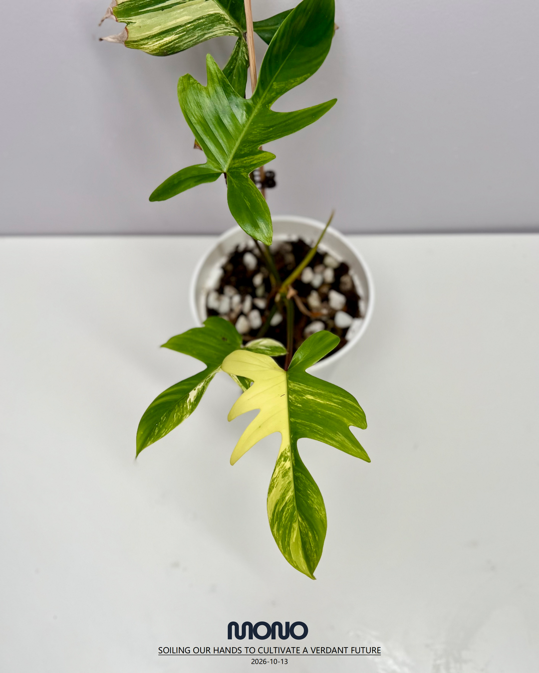 Philodendron 'Florida Beauty' 【美人飞机】[PHFLBE]