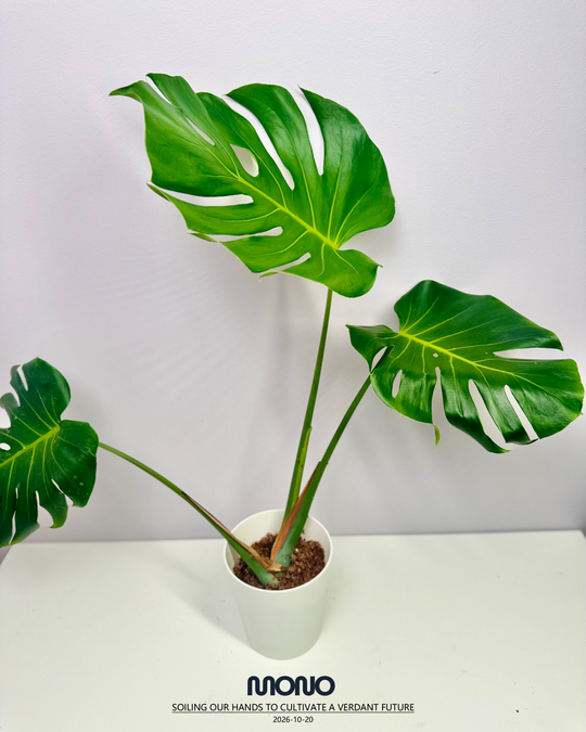 Monstera Deliciosa 'Popping Candy'【跳跳糖】[MDPOCA]