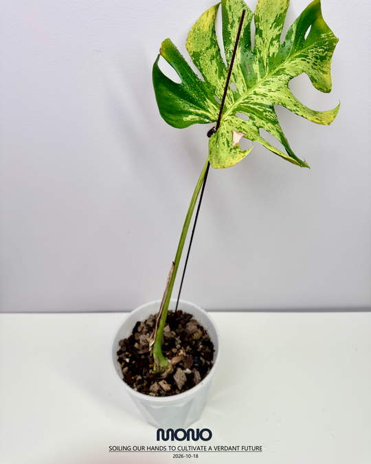 Monstera Deliciosa 【Bulbasaur】【妙蛙种子】[MDBULB]