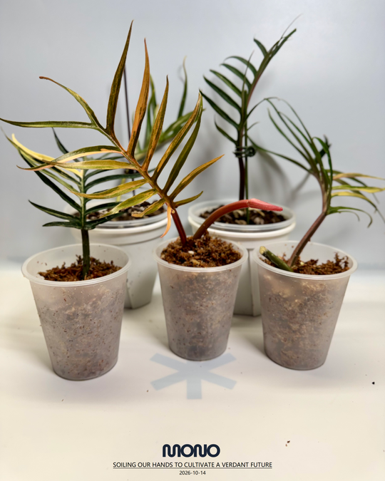 Philodendron 'Tortem' Aurea Var.【黄锦鱼骨蔓绿绒】[PHTOAU]