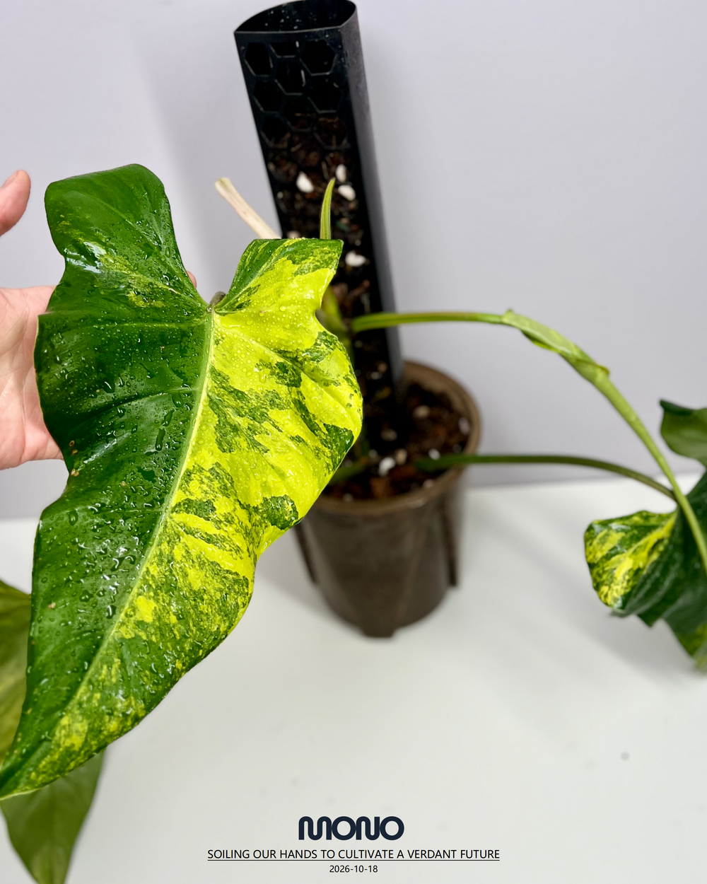 Philodendron 'Mango Shake'【芒果奶昔】[PHMASH]