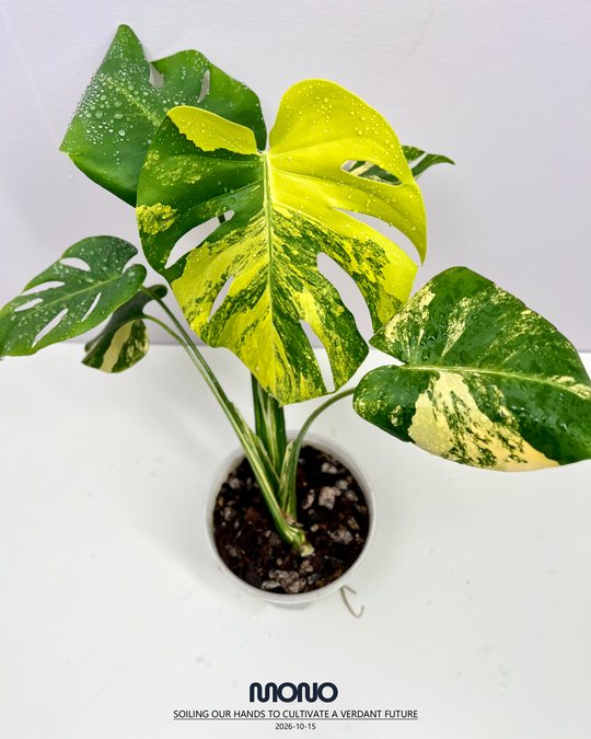 Monstera Deliciosa 'Yellow Marilyn'【玛丽莲短黄】[MDYEMA]