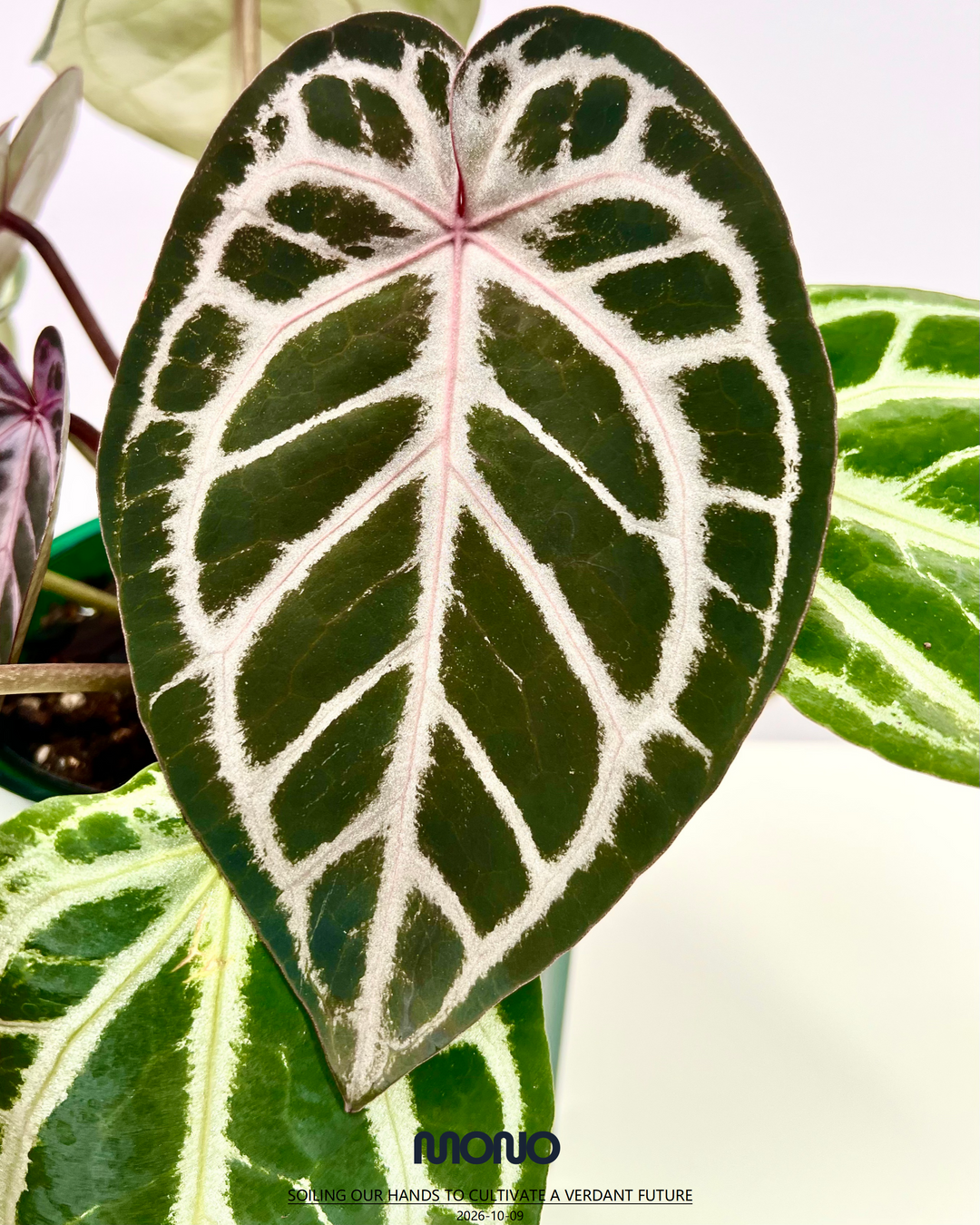 [Equator]【活性保持·SKG*紫水晶*撕裂纹】Anthurium SKG x Red Crystallinum x Crakin Veins