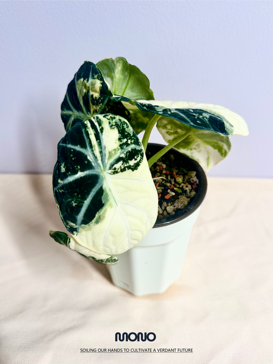 Alocasia'Ninja' Albo Var.【白锦忍者】[ALNJAV]