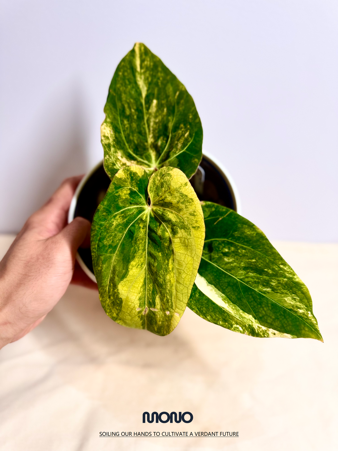 [Mono]【莫若·Papi*戴斯锦】Anthurium Papillilaminum x Dressleri Aurea Var.