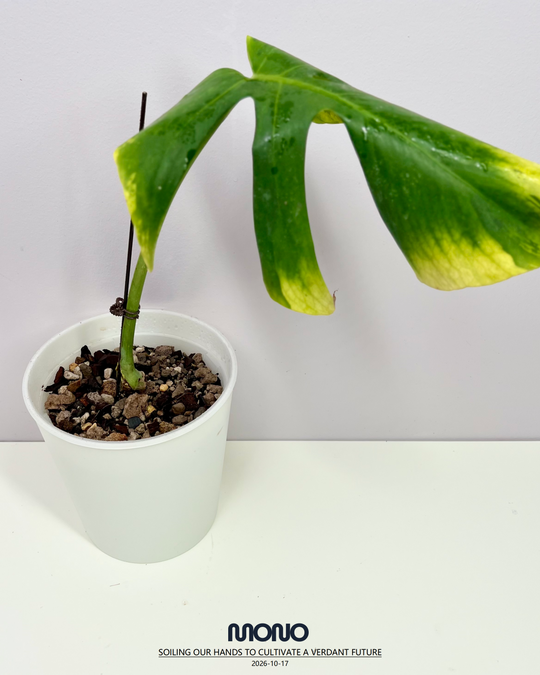Monstera Borsigiana ‘Light Lime’【绿骨】[MBLL]