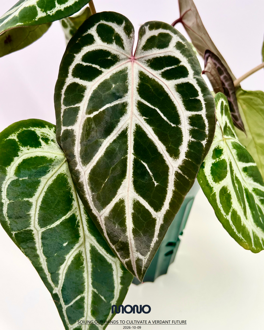 [Equator]【活性保持·SKG*紫水晶*撕裂纹】Anthurium SKG x Red Crystallinum x Crakin Veins