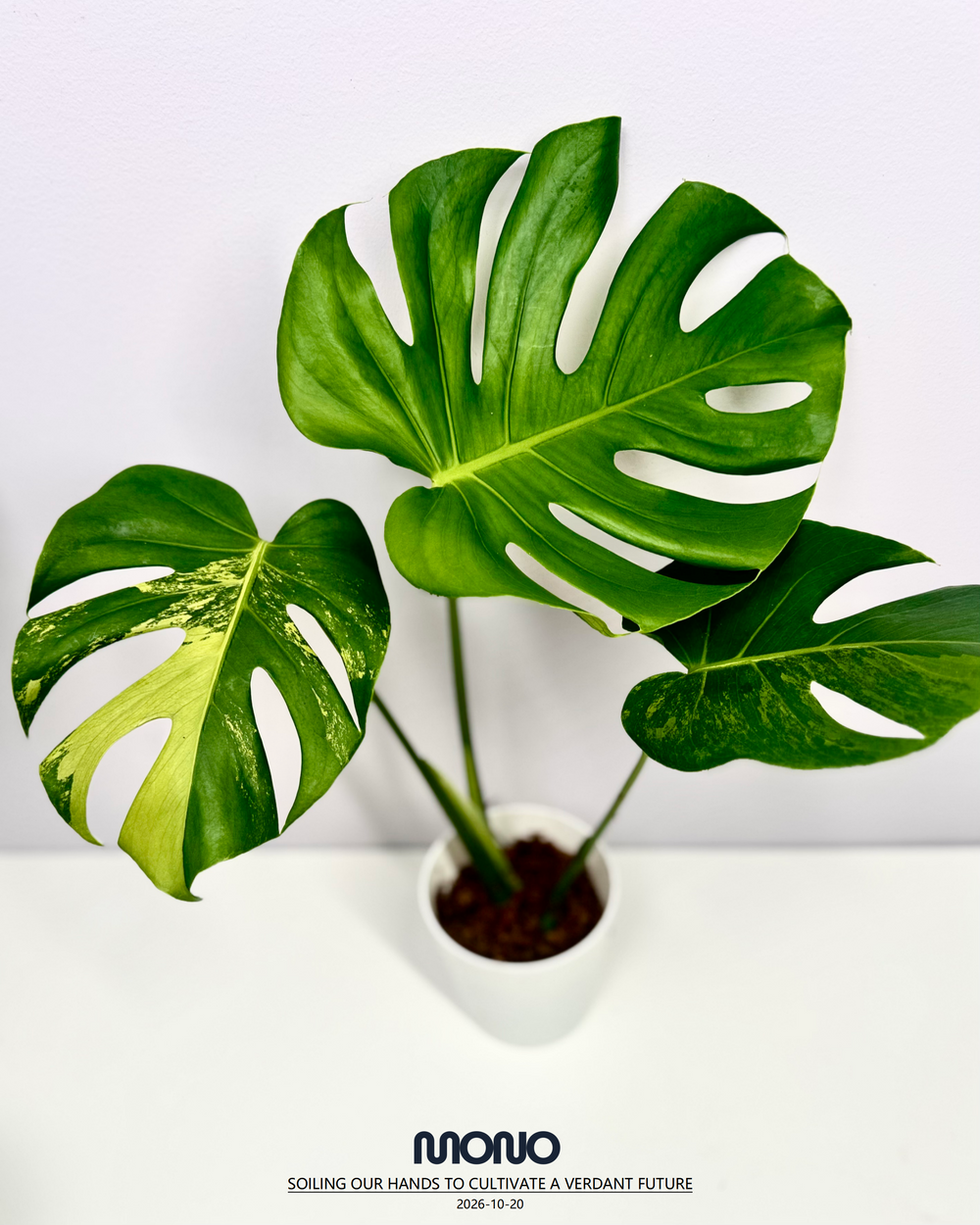Monstera Deliciosa 'Lime'【莱姆青柠】[MDLIME]