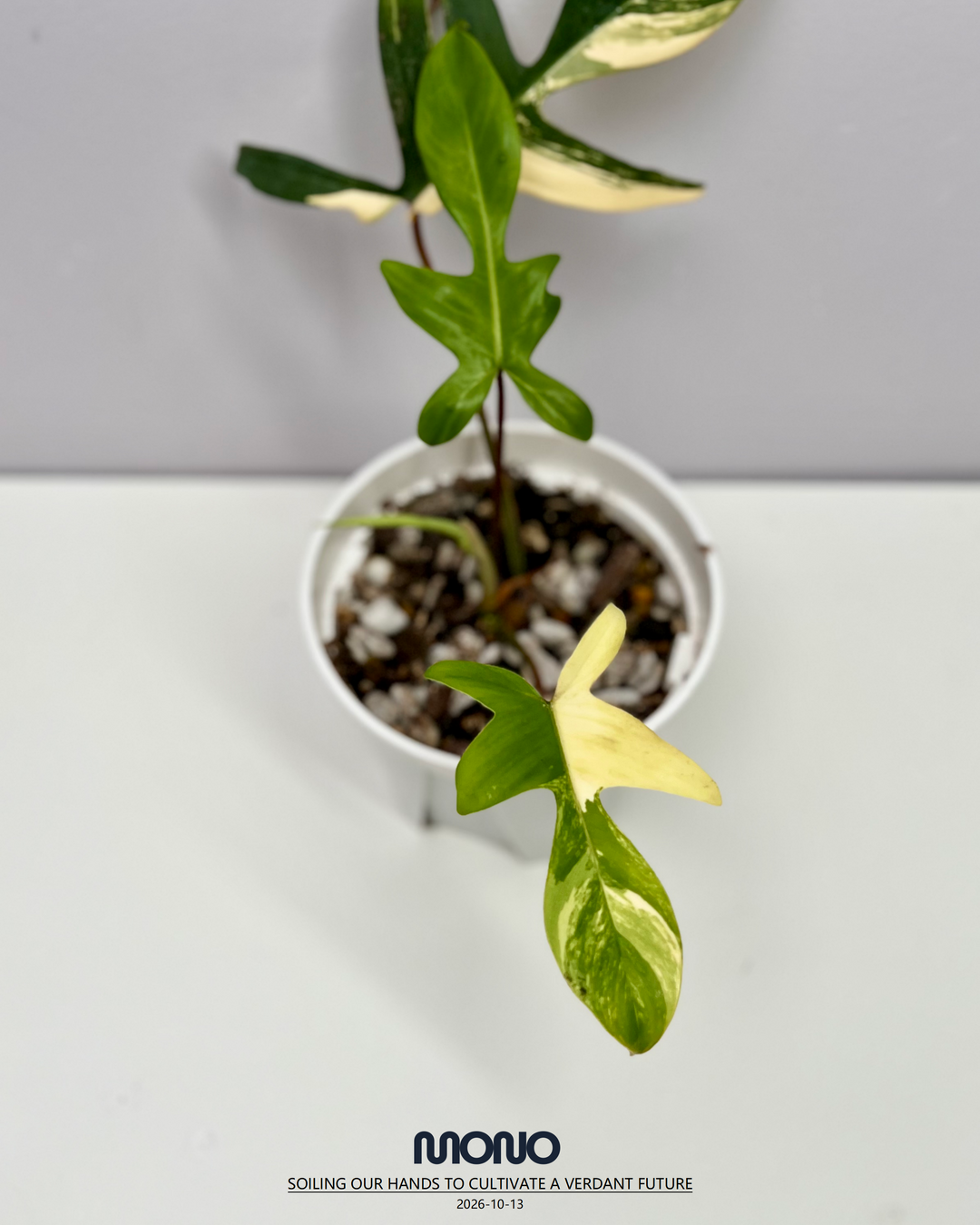 Philodendron 'Florida Beauty' 【美人飞机】[PHFLBE]