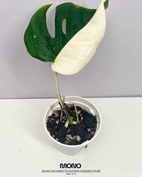 Monstera Borsigiana Albo Var.【长茎白】[MBAB]