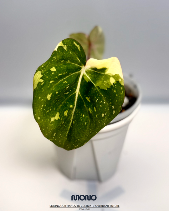 Philodendron Gloriosum Variegated【三色明脉锦】 [PHGLOV]