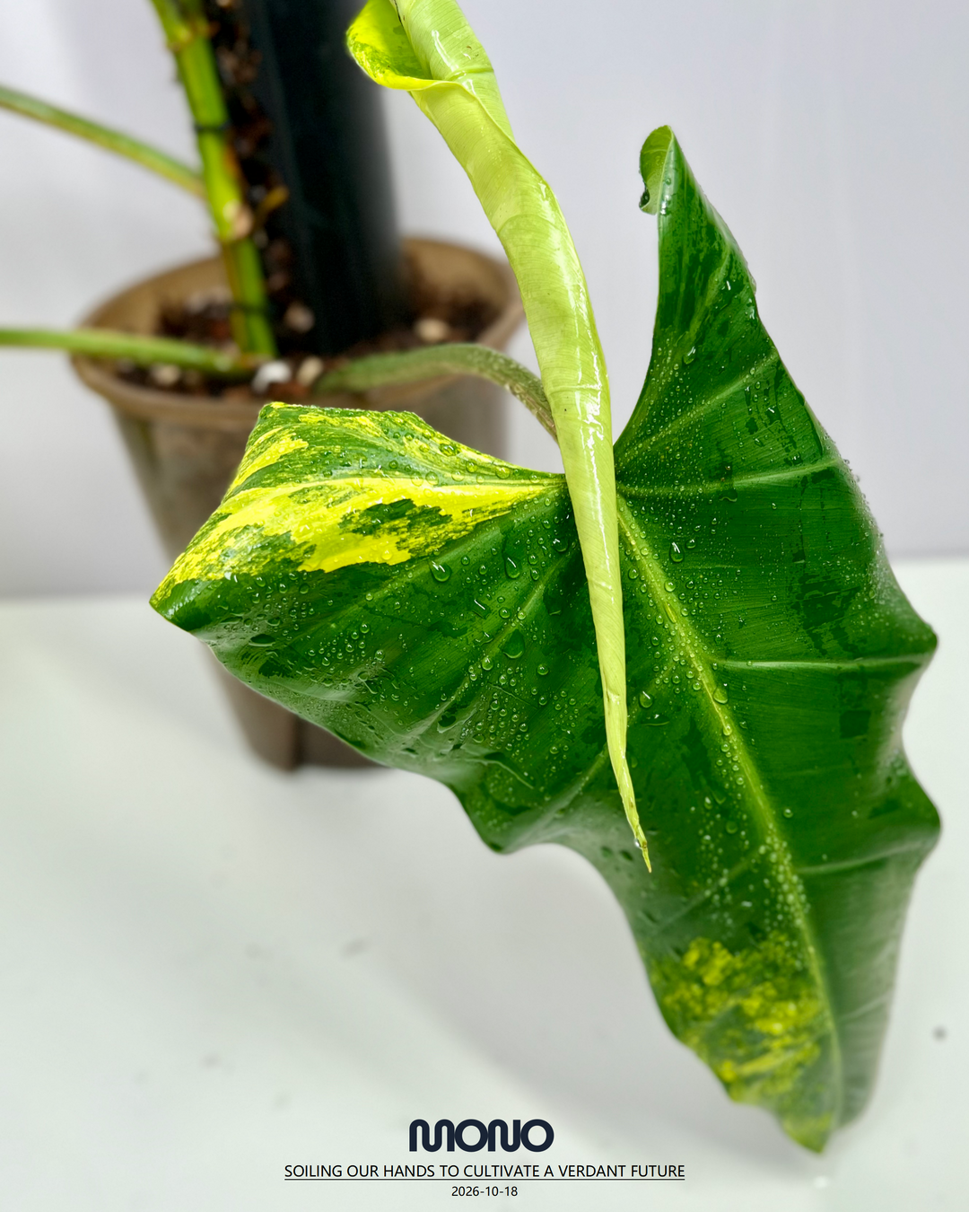 Philodendron 'Mango Shake'【芒果奶昔】[PHMASH]