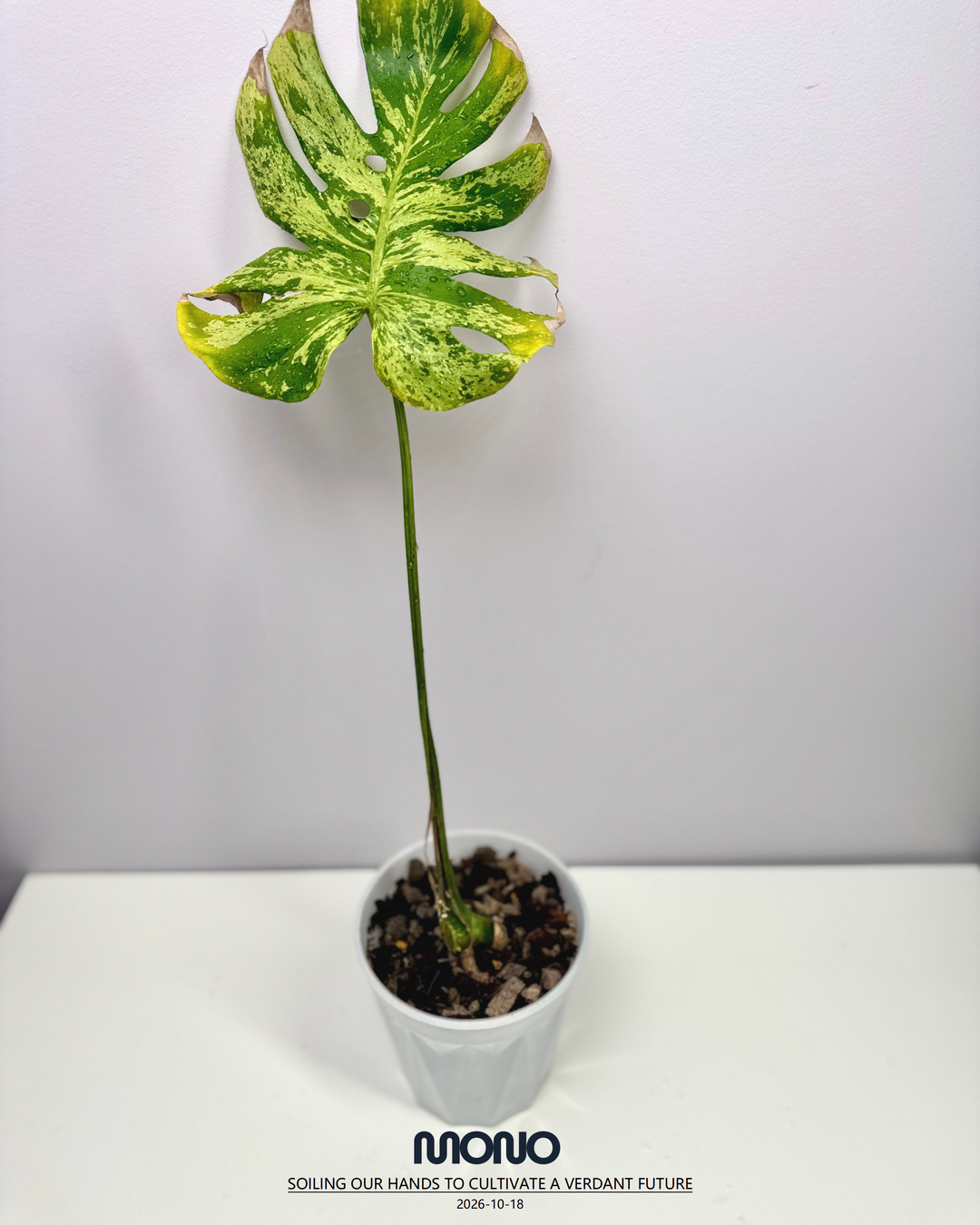 Monstera Deliciosa 【Bulbasaur】【妙蛙种子】[MDBULB]
