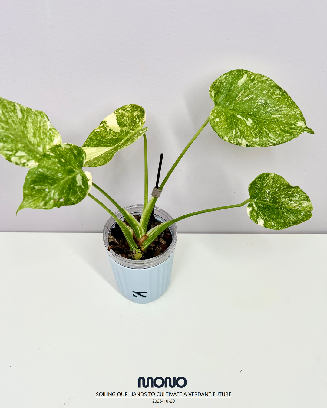 Monstera Deliciosa 'Platinum'【铂金】[MDPLAT]