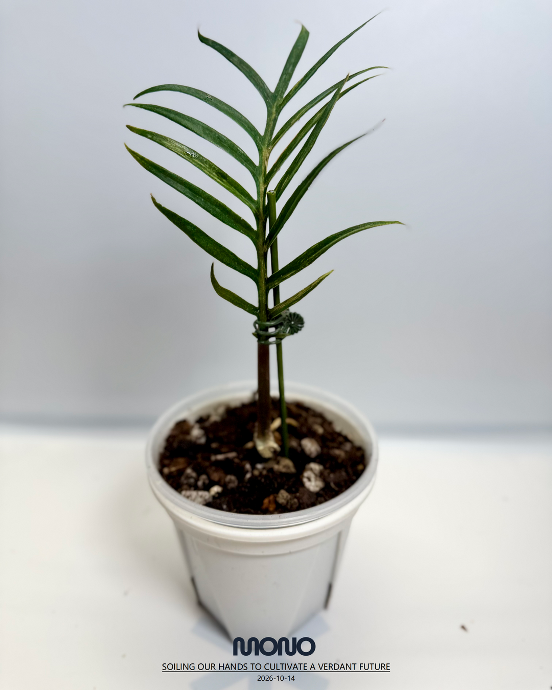 Philodendron 'Tortem' Aurea Var.【黄锦鱼骨蔓绿绒】[PHTOAU]