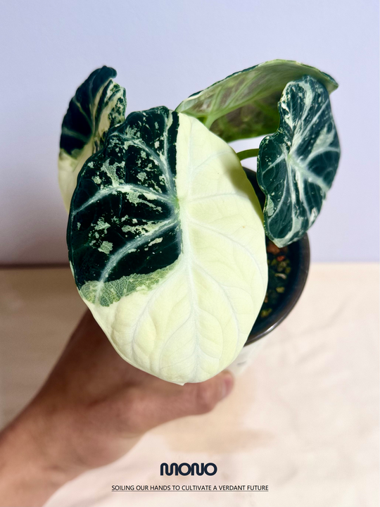 Alocasia'Ninja' Albo Var.【白锦忍者】[ALNJAV]