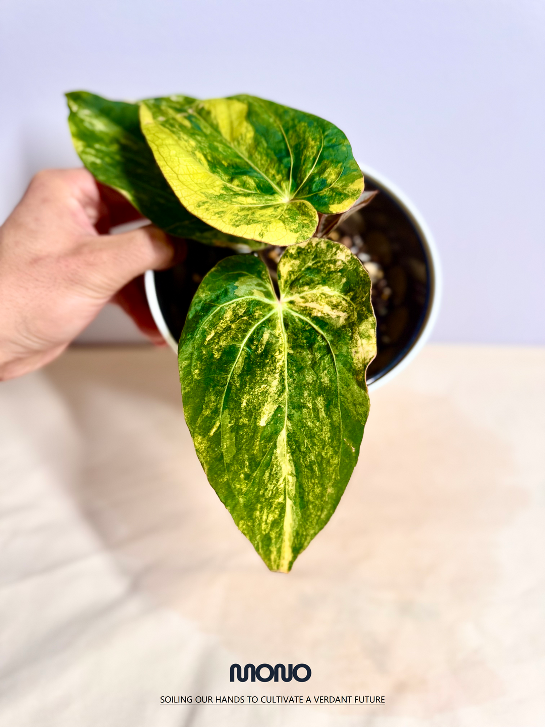 [Mono]【莫若·Papi*戴斯锦】Anthurium Papillilaminum x Dressleri Aurea Var.