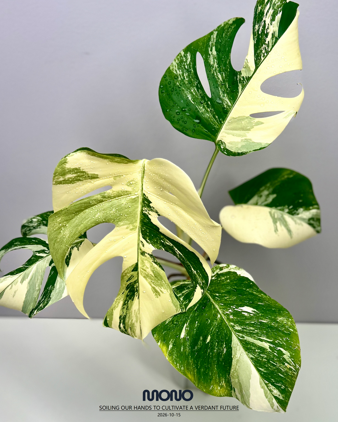 Monstera Borsigiana Albo Var.【长茎白】[MBAB]