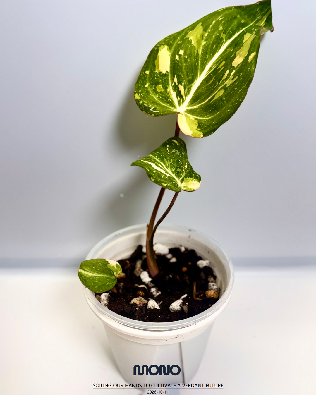 Philodendron Gloriosum Variegated【三色明脉锦】 [PHGLOV]