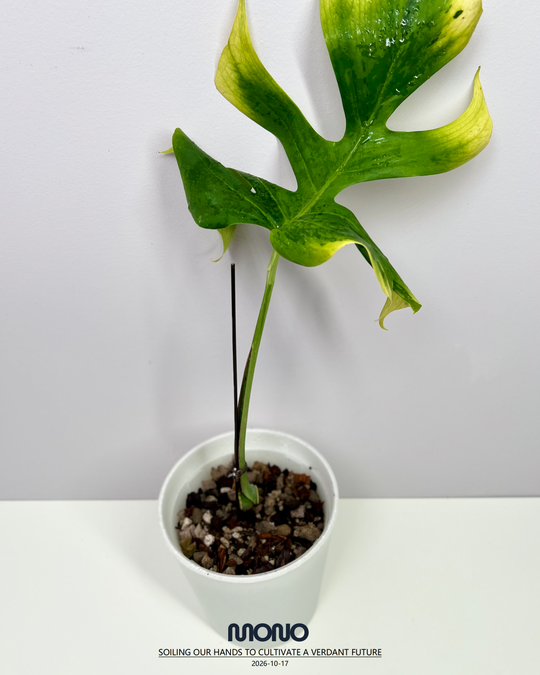 Monstera Borsigiana ‘Light Lime’【绿骨】[MBLL]
