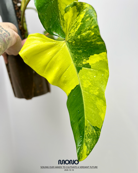Philodendron 'Mango Shake'【芒果奶昔】[PHMASH]