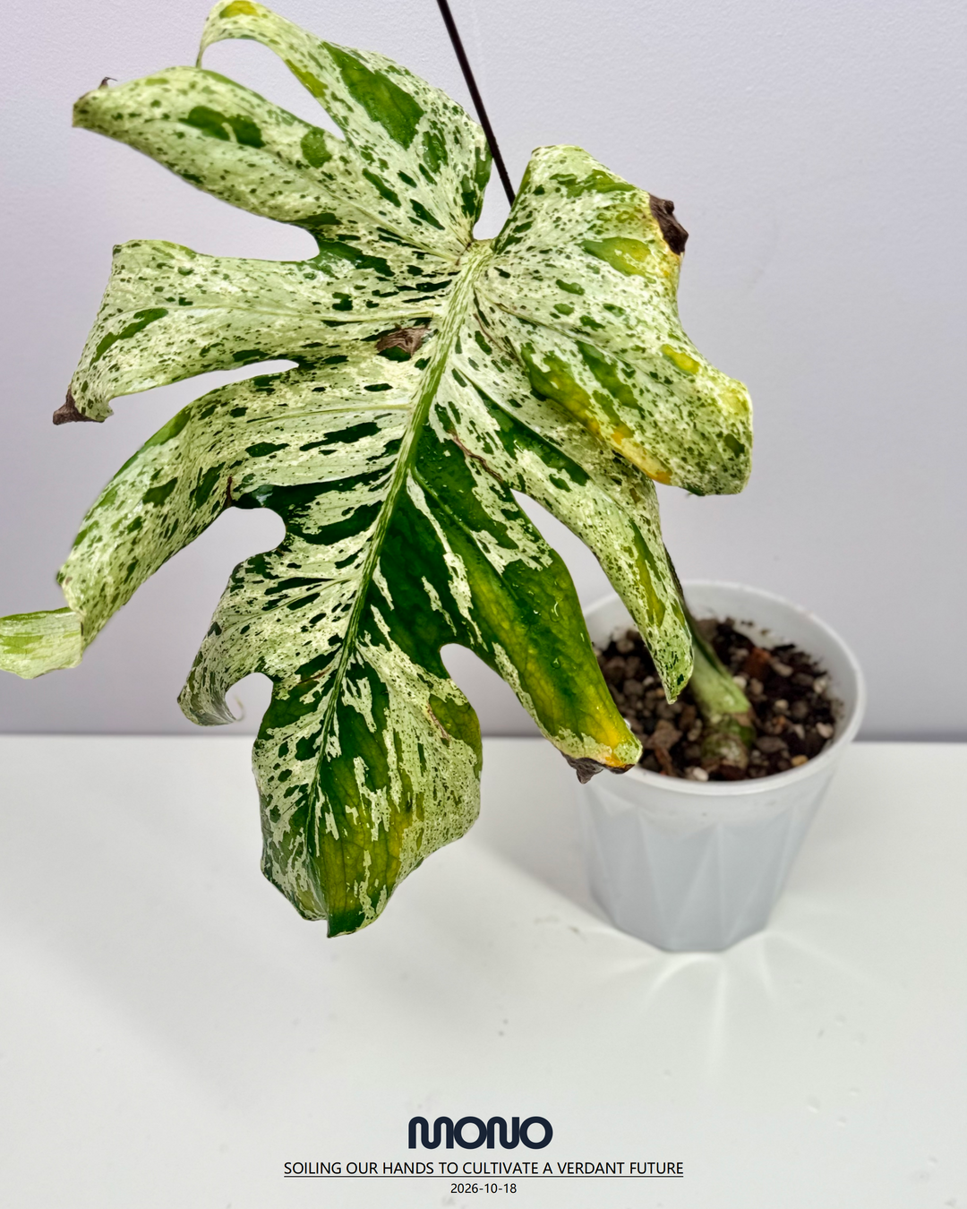 Monstera Deliciosa 【Bulbasaur】【妙蛙种子】[MDBULB]