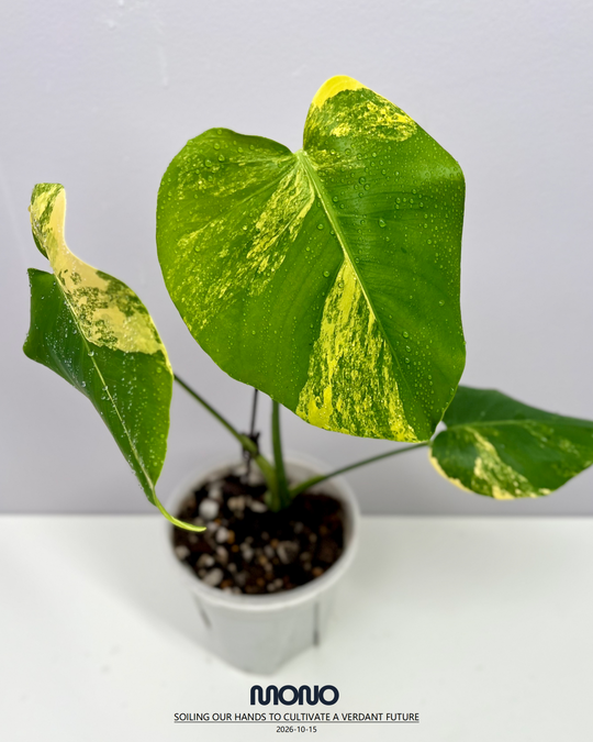 Monstera Deliciosa 'Yellow Marilyn'【玛丽莲短黄】[MDYEMA]