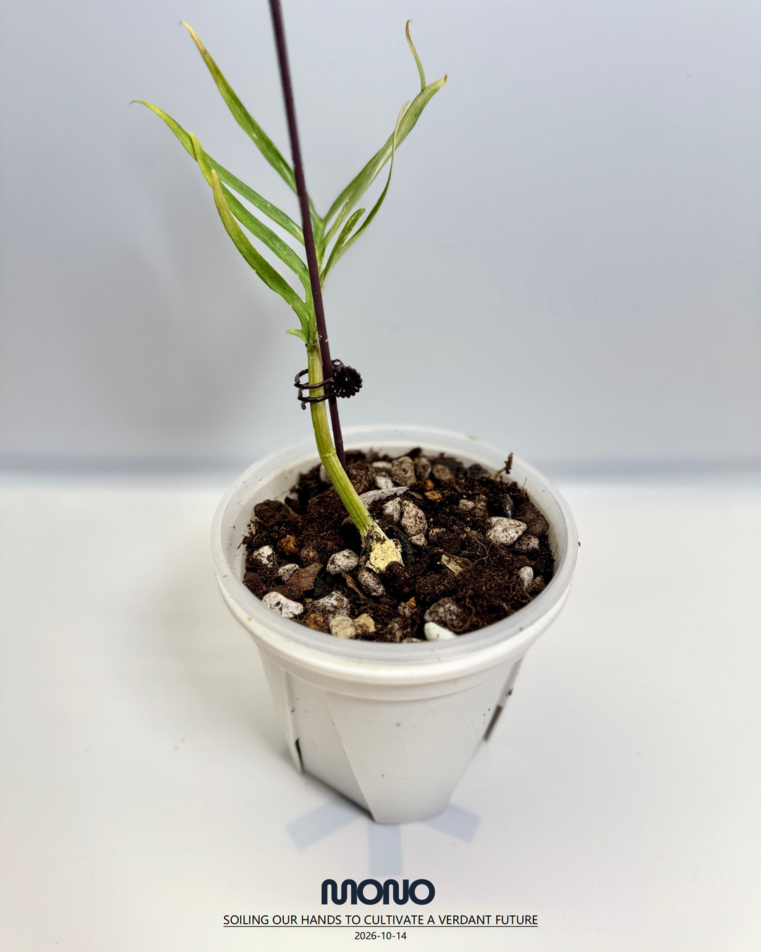 Philodendron 'Tortem' Aurea Var.【黄锦鱼骨蔓绿绒】[PHTOAU]