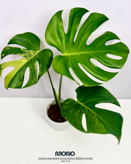 Monstera Deliciosa 'Lime'【莱姆青柠】[MDLIME]